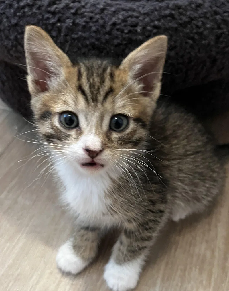 A baby medium-sized male Domestic Short Hair cat named Lemon Pepper for adoption in San Jose, CA