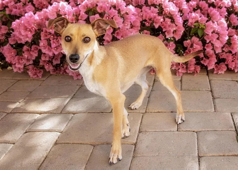 Daffodil thumbnail 2