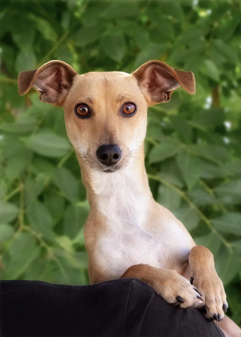 A young small-sized female Yellow / Tan / Blond / Fawn Chihuahua dog named Daffodil for adoption in El Cajon, CA