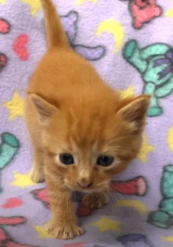 A baby medium-sized male Domestic Short Hair cat named Banksky for adoption in Thief River Falls, MN