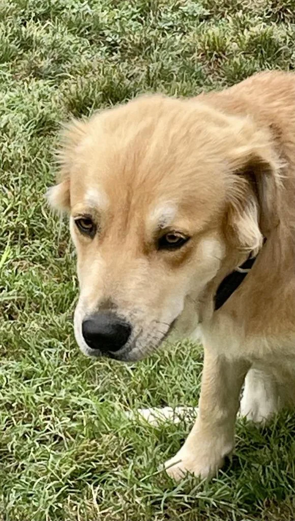 A young medium-sized female Golden Retriever dog named Regina for adoption in Sunnyvale, TX