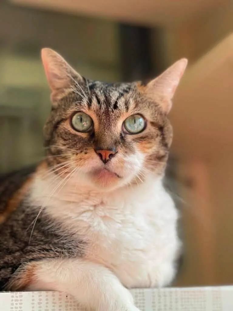 A senior small-sized female Tabby cat named MARY and MARTY for adoption in Capshaw, AL