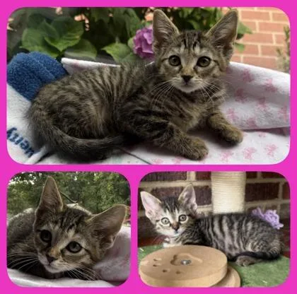 A baby small-sized female Domestic Short Hair cat named Kimber for adoption in Wilkesboro, NC