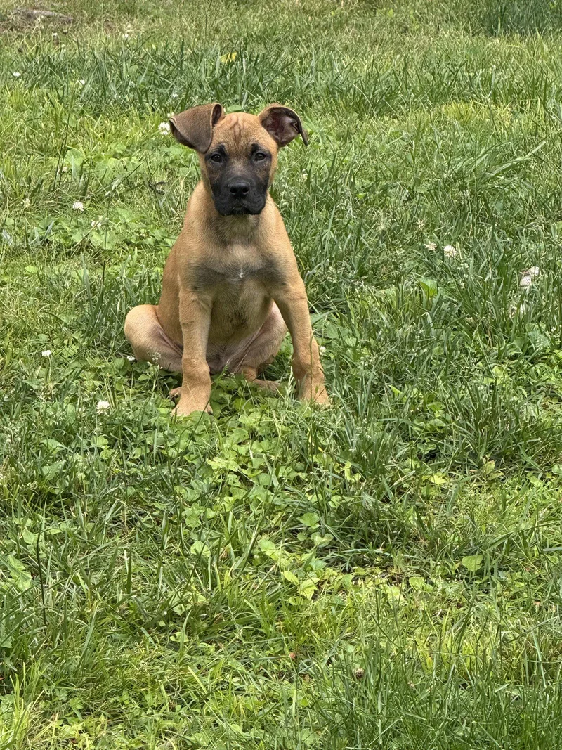 A baby large-sized male German Shepherd Dog dog named Luigi for adoption in Nashville, TN