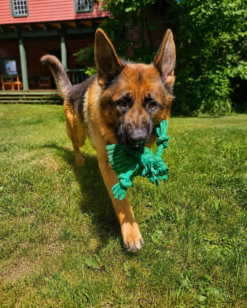 A young large-sized male Red / Chestnut / Orange German Shepherd Dog dog named Jarvis for adoption in New Rochelle, NY