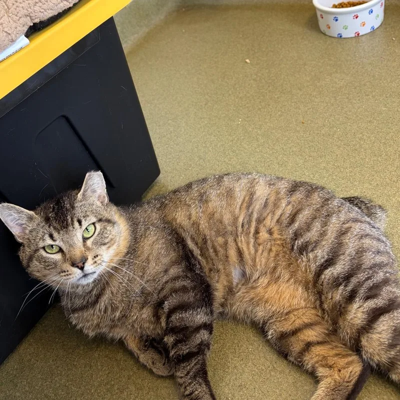 An adult large-sized male Brown / Chocolate Domestic Short Hair cat named Craftsman for adoption in Harrisonburg, VA
