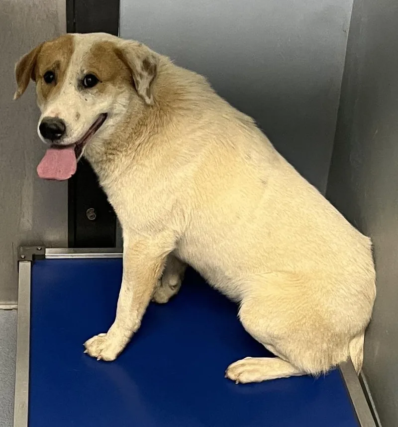 An adult medium-sized male Mixed Breed dog named Felix for adoption in Cartersville , GA