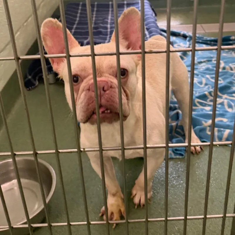 An adult small-sized female Yellow / Tan / Blond / Fawn French Bulldog dog named Felicia for adoption in West Palm Beach, FL