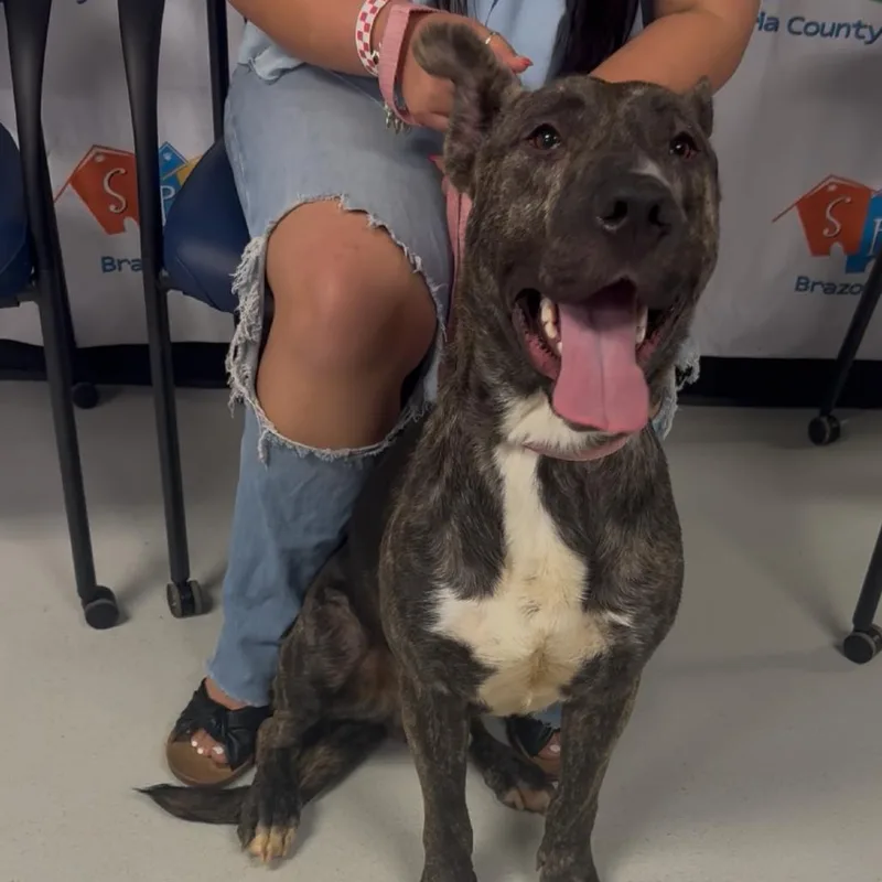 An adult medium-sized male Dutch Shepherd dog named Dude for adoption in Lake Jackson, TX