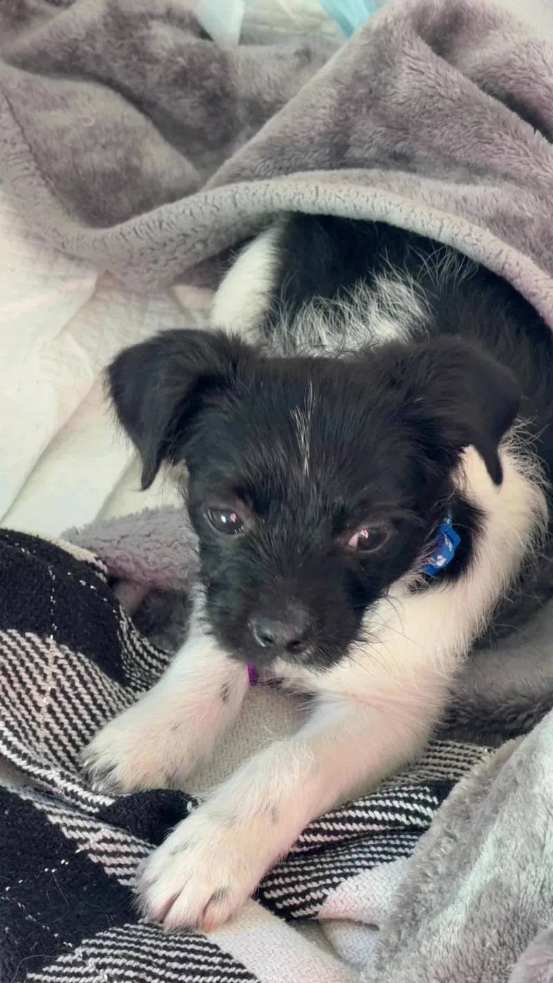 Marlon Brando thumbnail 2