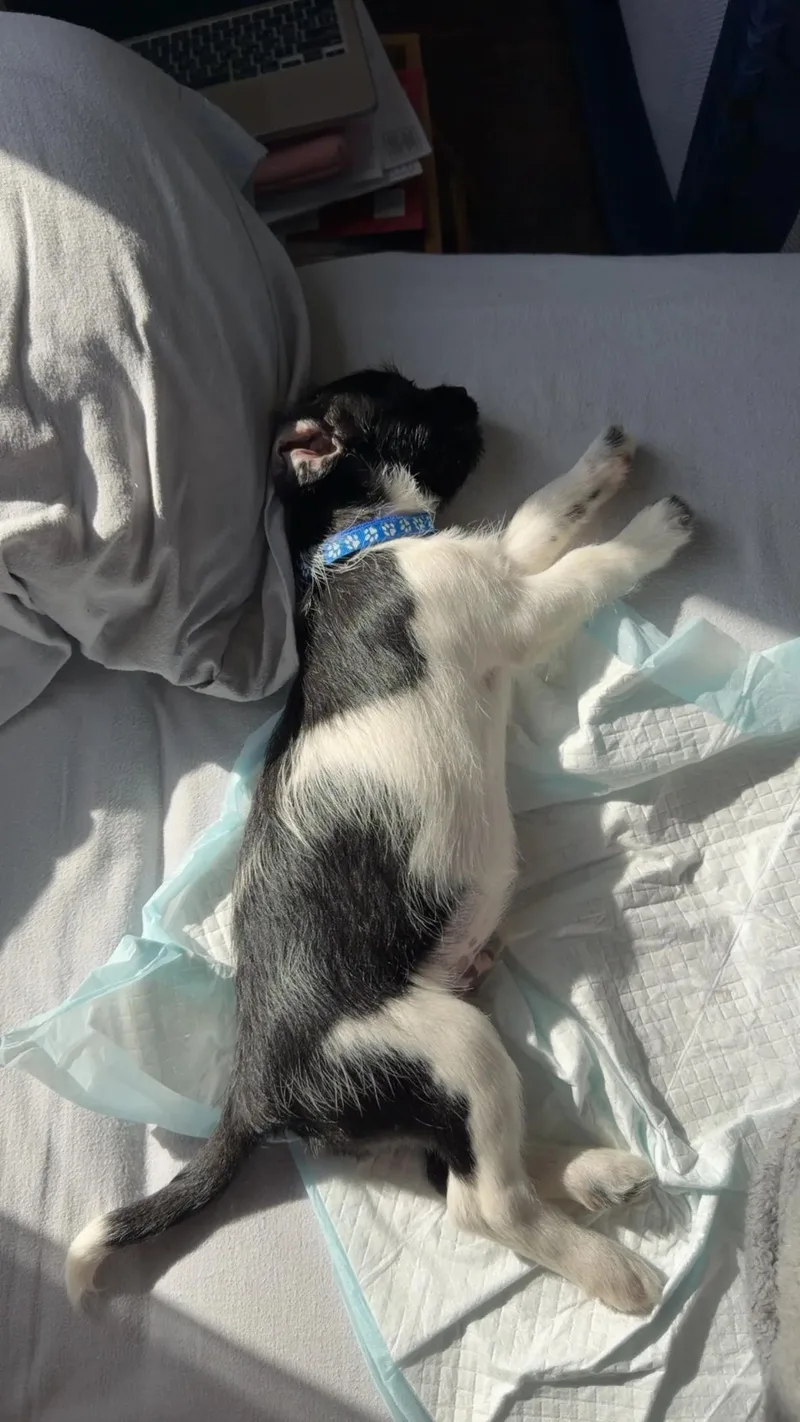 Marlon Brando thumbnail 3