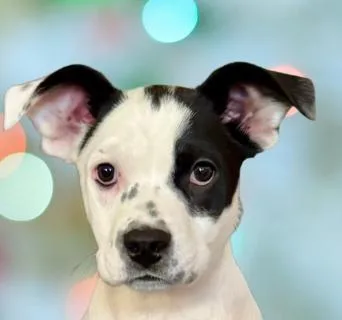 Betsy thumbnail 4