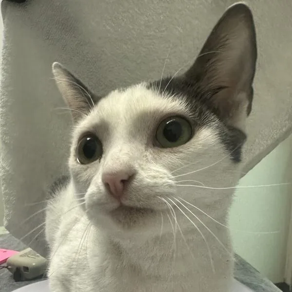 Boo