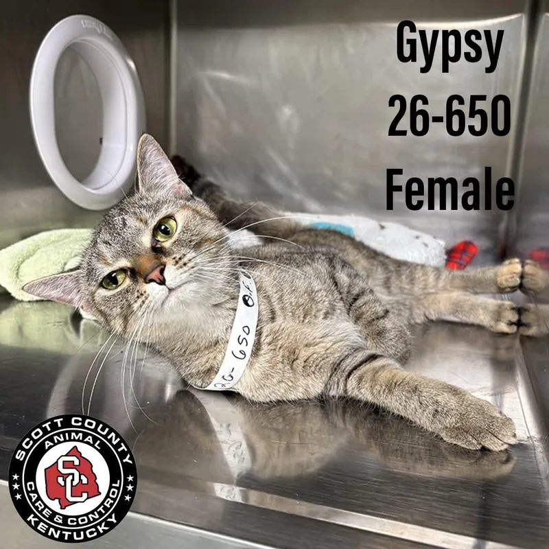 An adult small-sized female Domestic Short Hair cat named Gypsy for adoption in Georgetown, KY