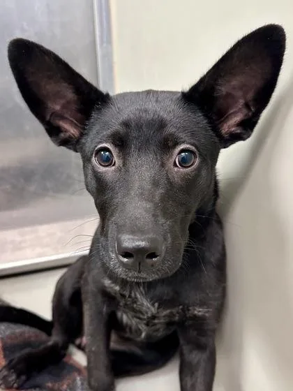 Veronica thumbnail 2