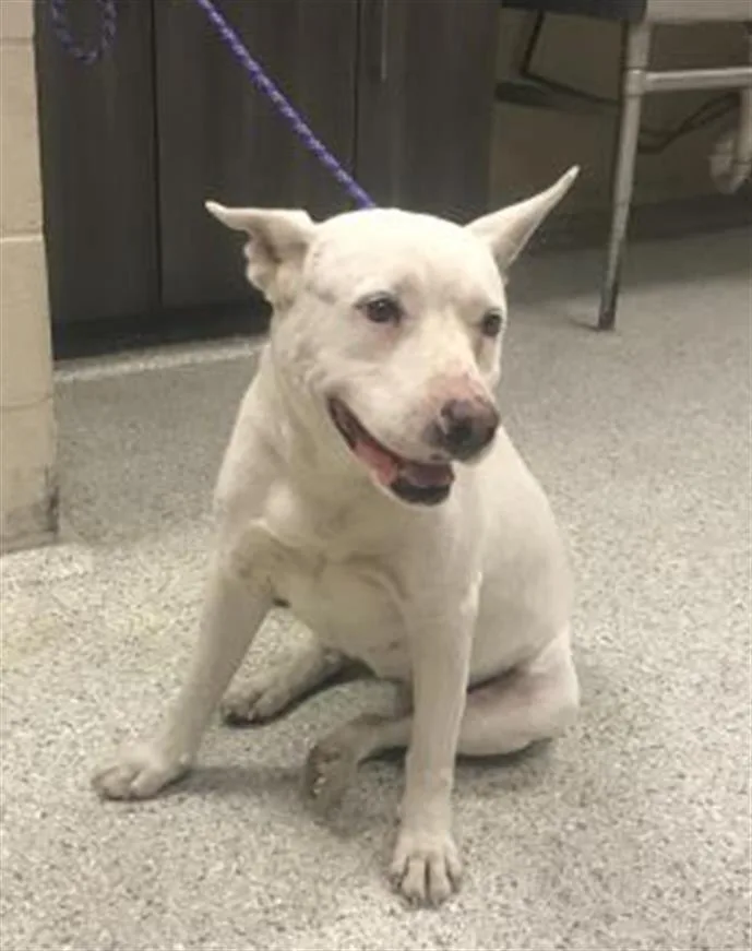 An adult medium-sized female Australian Cattle Dog / Blue Heeler dog named Maggie for adoption in Conroe, TX