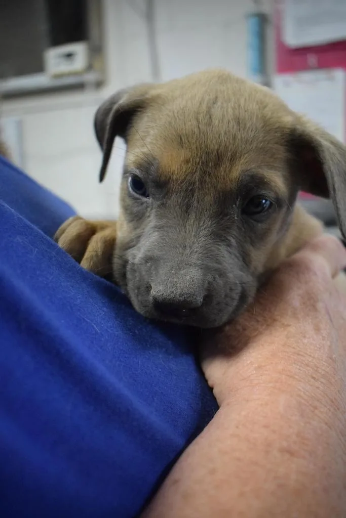 A baby medium-sized male American Bulldog dog named Blossom for adoption in Pahrump, NV