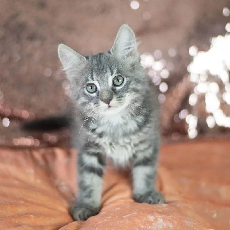 A baby small-sized male Gray / Blue / Silver Domestic Long Hair cat named Conrad for adoption in Brownsboro, AL