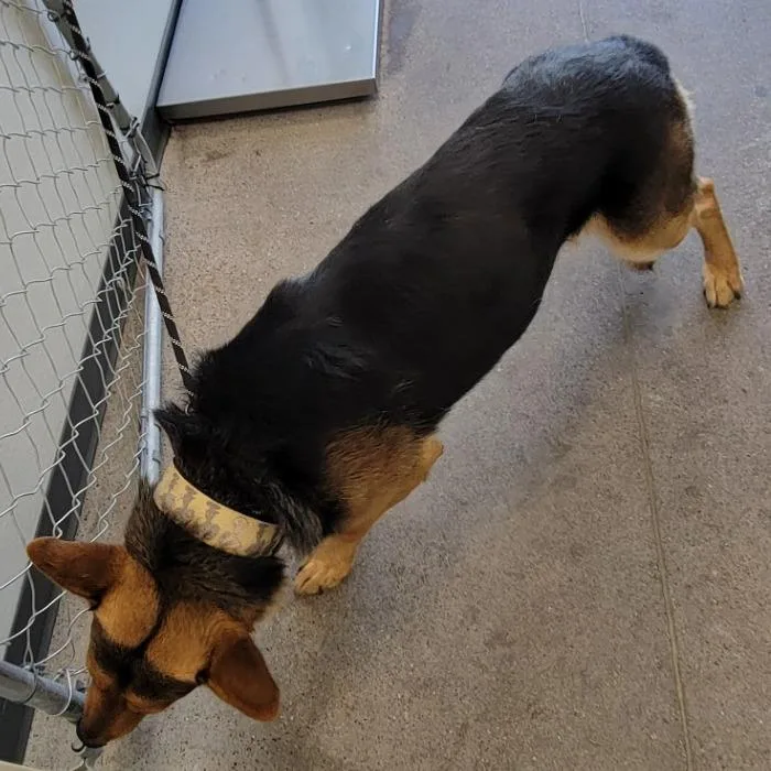 An adult large-sized male Black Mixed Breed dog named Poseidon for adoption in Las Cruces, NM