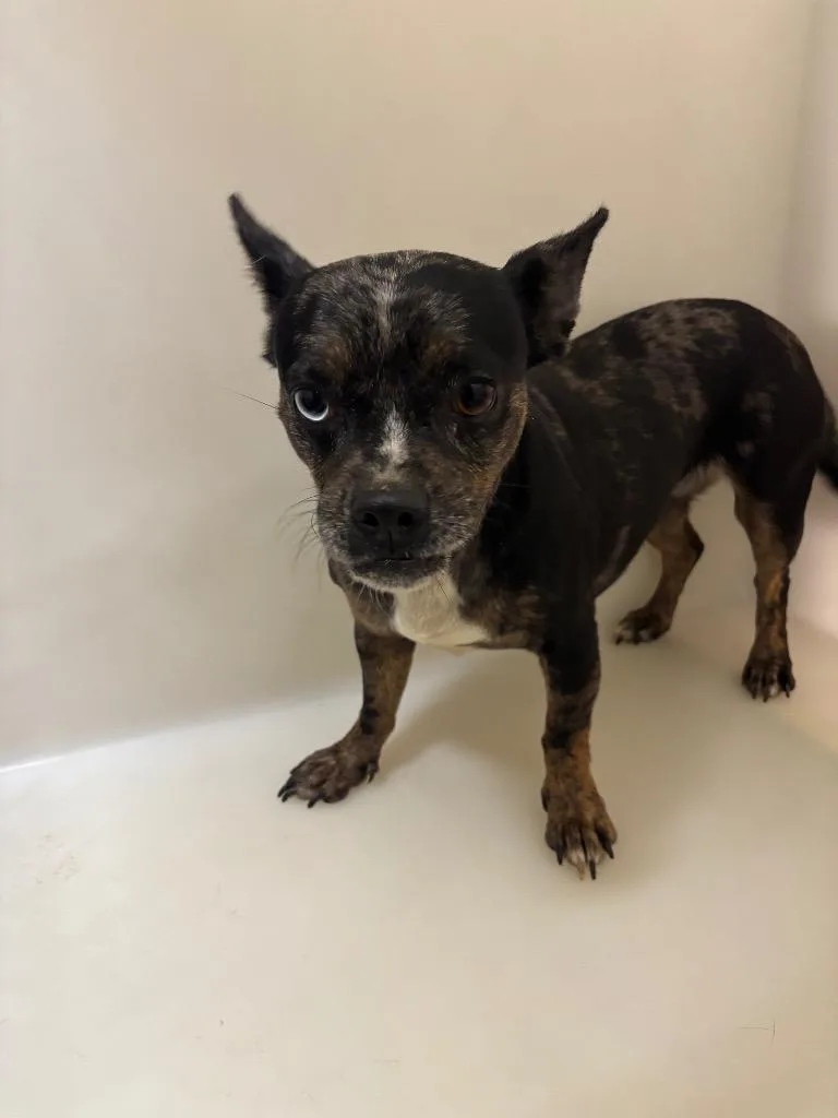 A young medium-sized female Mixed Breed dog named Moschino for adoption in Douglasville, GA