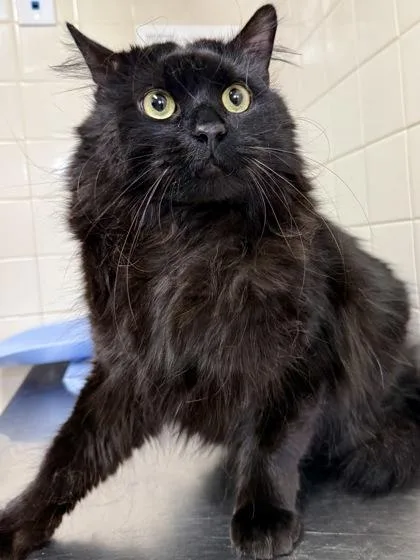 An adult large-sized male Domestic Long Hair cat named Gnocchi for adoption in San Antonio, TX
