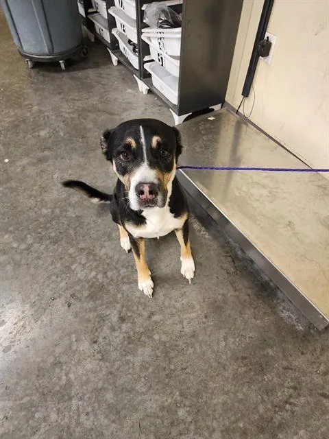 A young medium-sized male Pit Bull Terrier dog named Diglett for adoption in Tustin, CA