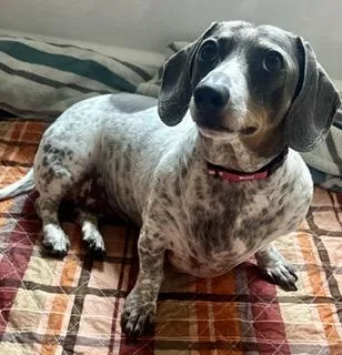 An adult small-sized female Merle (Blue) Dachshund dog named Charly for adoption in Alexandria, LA