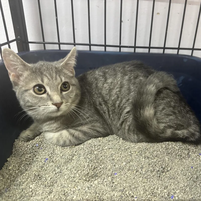 A baby small-sized female Domestic Short Hair cat named Mandarin for adoption in Corbin, KY