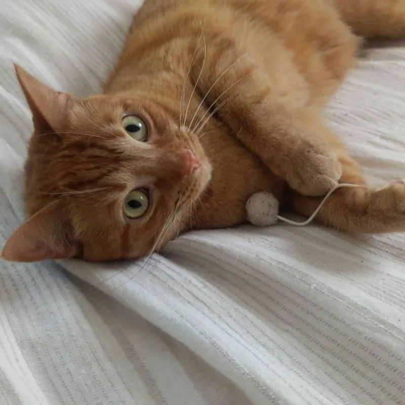 An adult large-sized male Domestic Short Hair cat named Captain for adoption in Columbus, IN