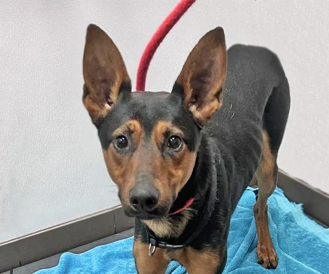 A young large-sized male German Shepherd Dog dog named Henri for adoption in Tucson, AZ