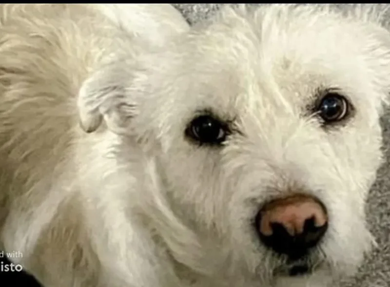 Teddy The Westie thumbnail 2