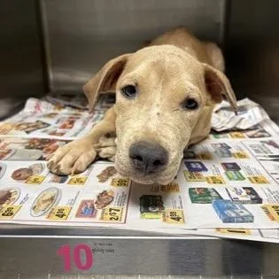 A baby medium-sized male Yellow / Tan / Blond / Fawn Mixed Breed dog named Yoda for adoption in Cumberland, RI