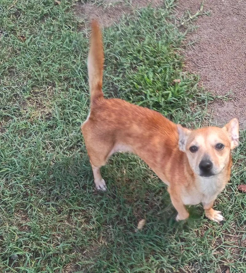 An adult small-sized female Chihuahua dog named Candy for adoption in Salisbury, MD