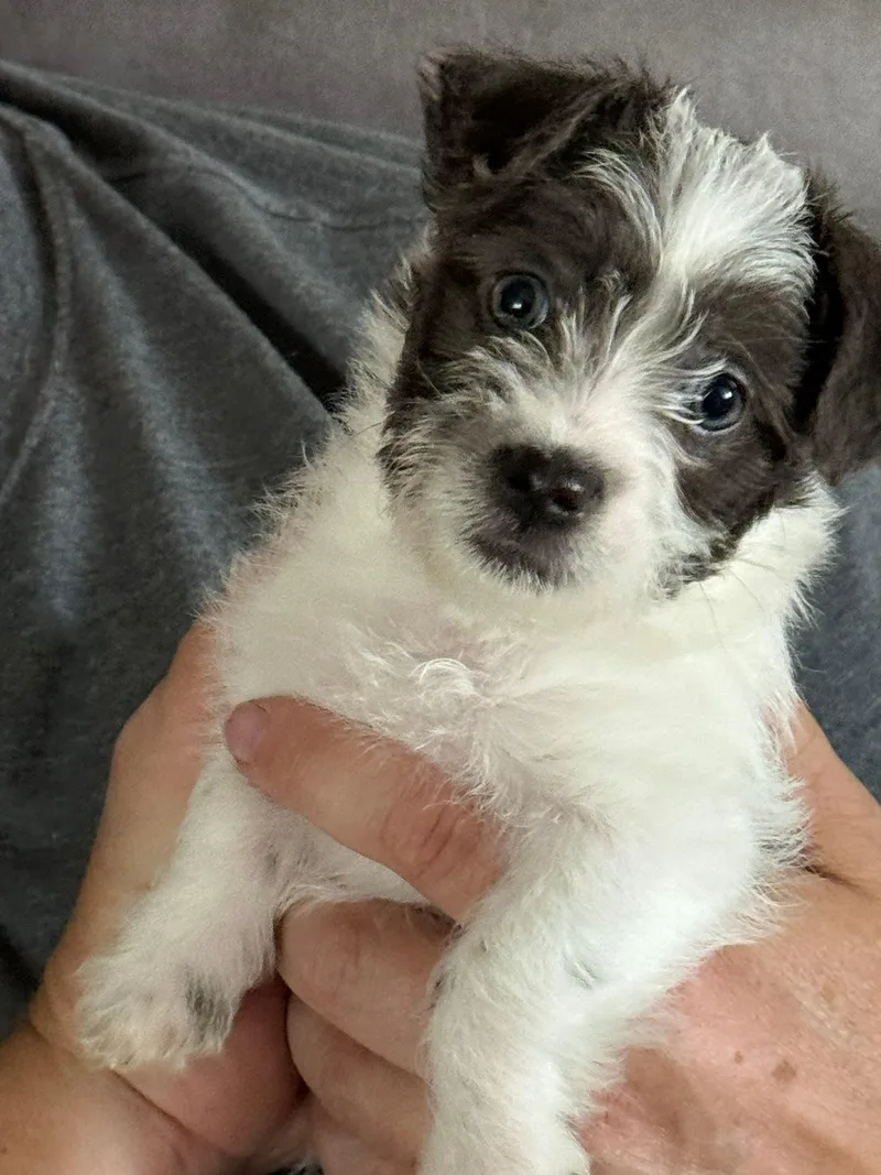 A baby small-sized male Shih Tzu dog named Swiss Roll for adoption in West Richland, WA