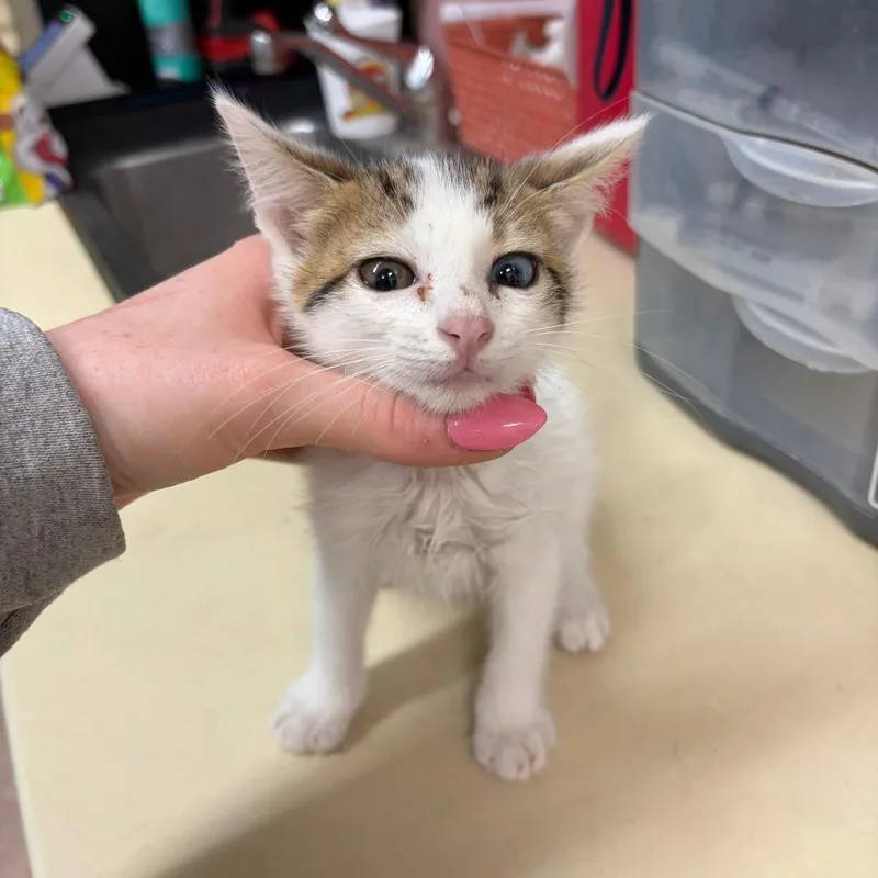 A baby small-sized female White Domestic Short Hair cat named Greta for adoption in Ardmore, OK