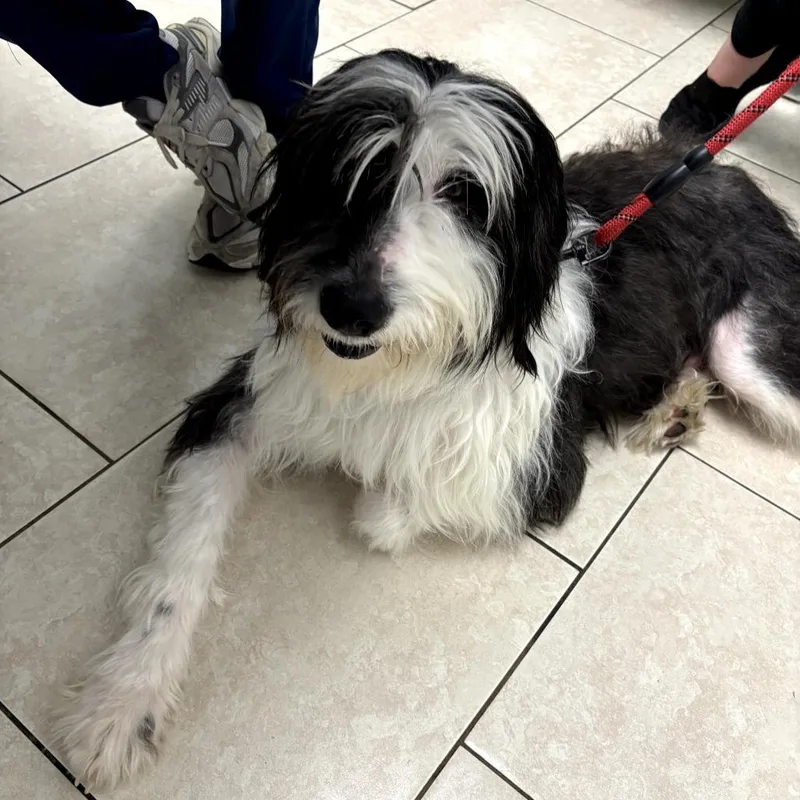 An adult large-sized female White / Cream Terrier dog named Dawn for adoption in Oceanside, NY