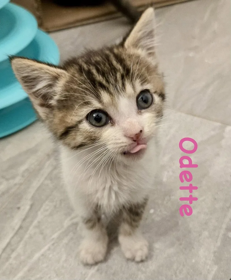 A baby medium-sized female Domestic Short Hair cat named Odette for adoption in Reston, VA