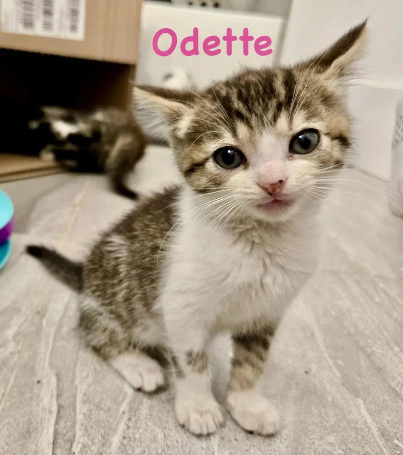 Odette thumbnail 3