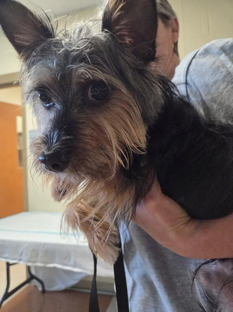 A baby small-sized male Tricolor (Brown, Black, & White) Yorkshire Terrier dog named Ridge for adoption in Mount Airy, NC