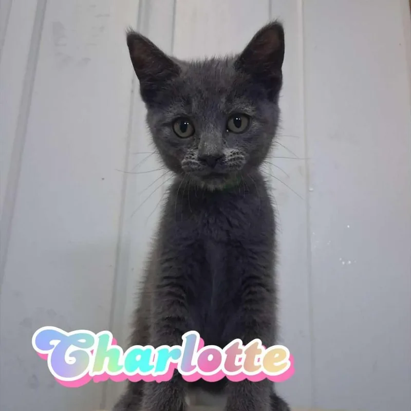 A baby small-sized female Domestic Short Hair cat named Charlotte for adoption in Hillsboro, OH