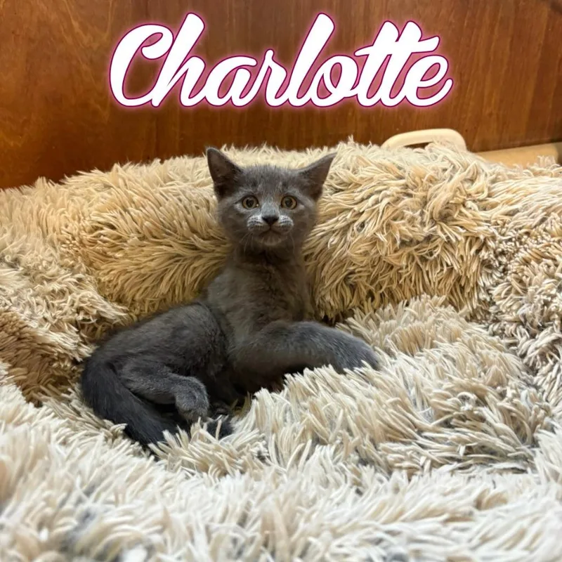 Charlotte thumbnail 2