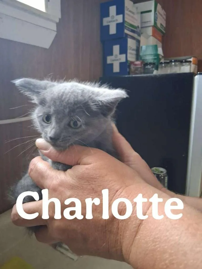 Charlotte thumbnail 3