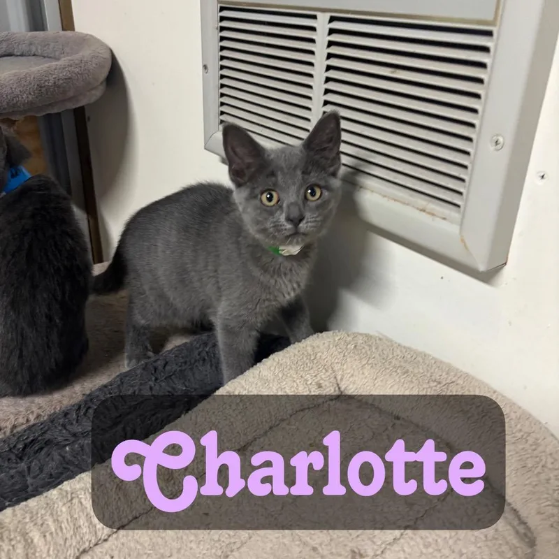 Charlotte thumbnail 4