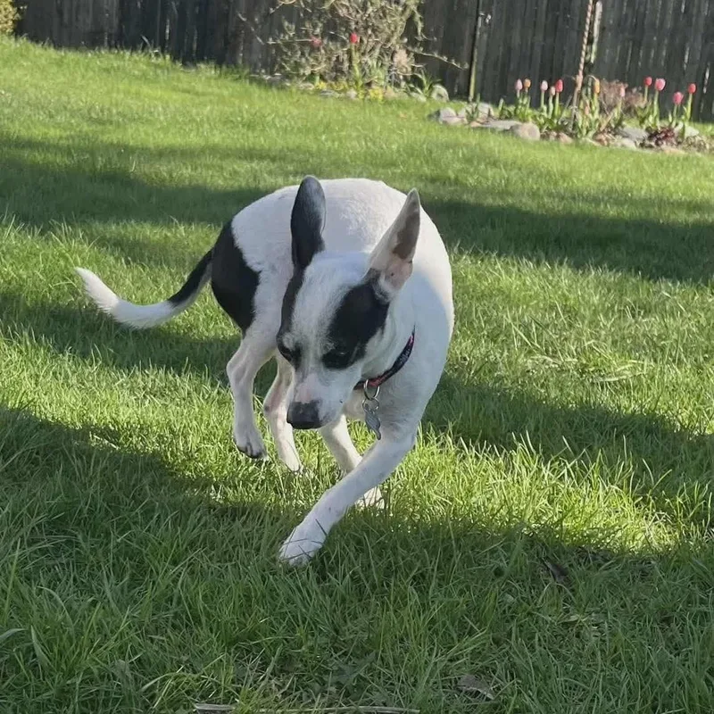 An adult small-sized male Rat Terrier dog named Willard for adoption in Westland, MI