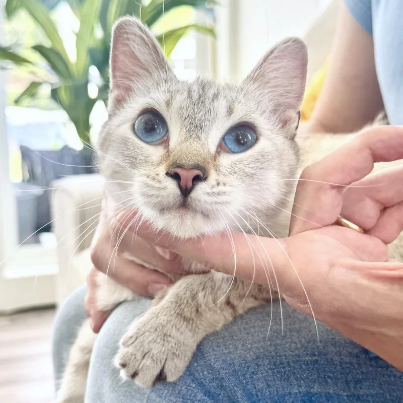 A young medium-sized female White Domestic Short Hair cat named Daenarys for adoption in Chapel Hill, NC