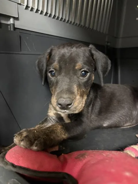 A baby medium-sized male Tricolor (Brown, Black, & White) Pit Bull Terrier dog named Jay Lontime Resident for adoption in Thousand Oaks, CA