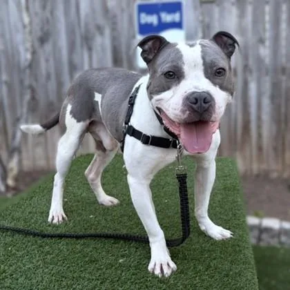An adult medium-sized male Mixed Breed dog named Michael B Pawdon for adoption in Washington, DC