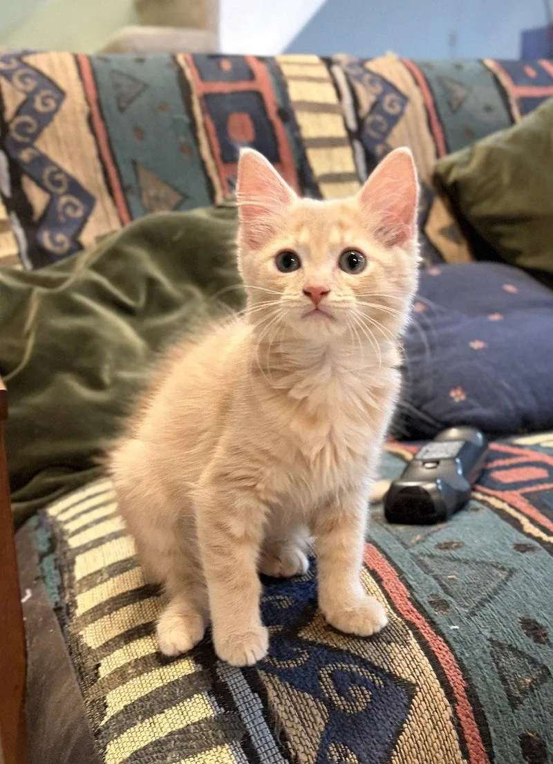 A baby medium-sized female Domestic Short Hair cat named Florence  WG  for adoption in Greenville, DE