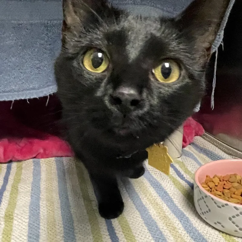 A young medium-sized female Black Domestic Short Hair cat named Raven for adoption in Springfield, MA