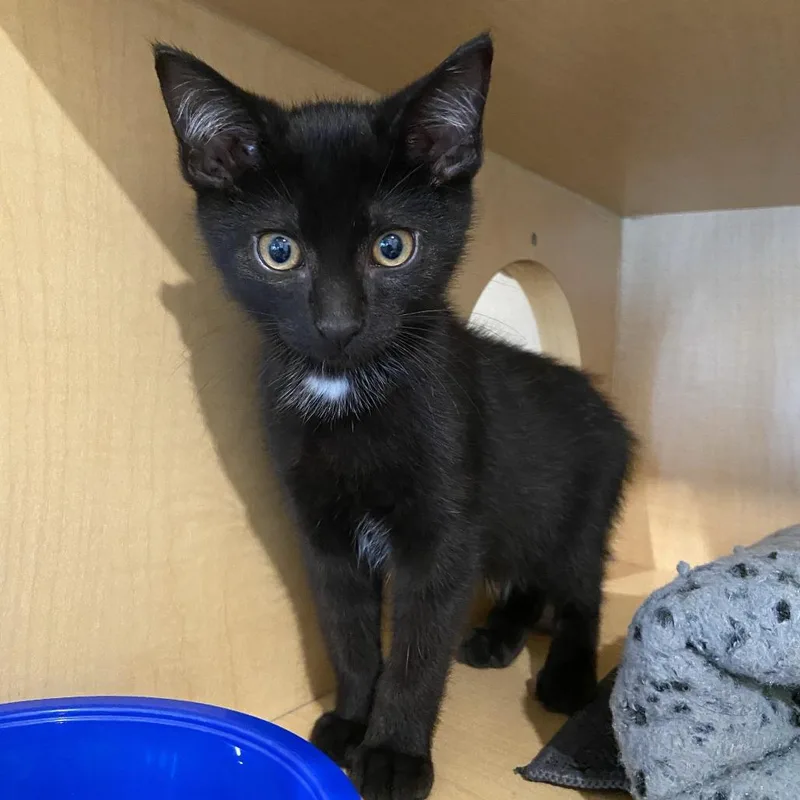 A baby small-sized male Black Domestic Short Hair cat named Christian for adoption in Washington Township, OH